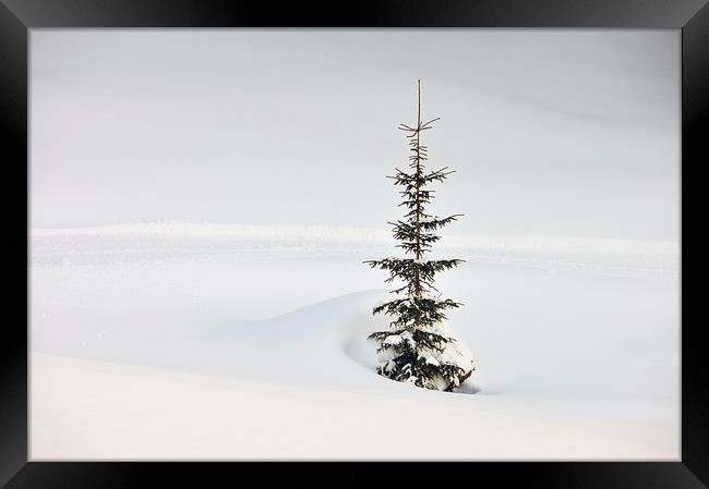 One tree lots of snow Framed Print by Matthias Hauser