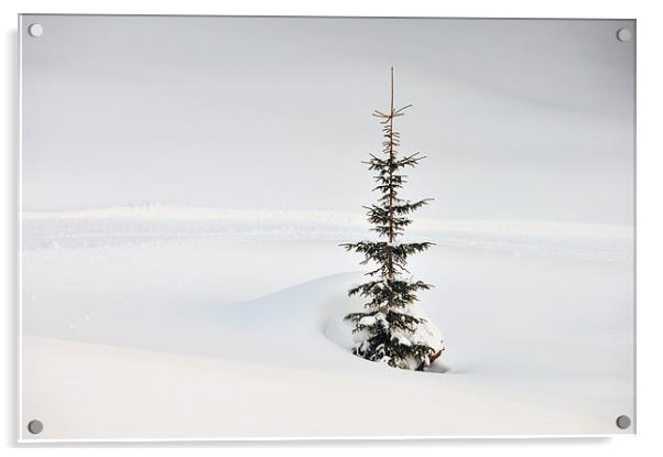 One tree lots of snow Acrylic by Matthias Hauser