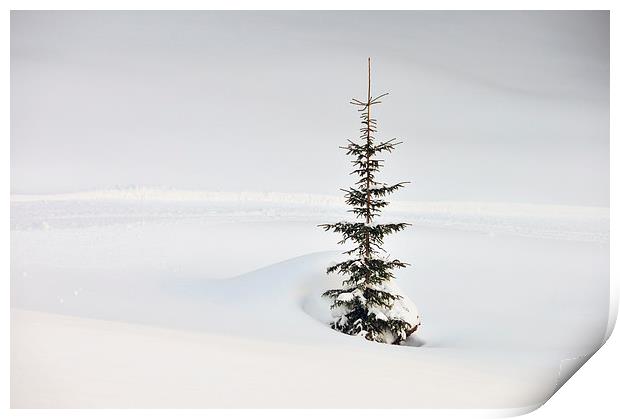 One tree lots of snow Print by Matthias Hauser