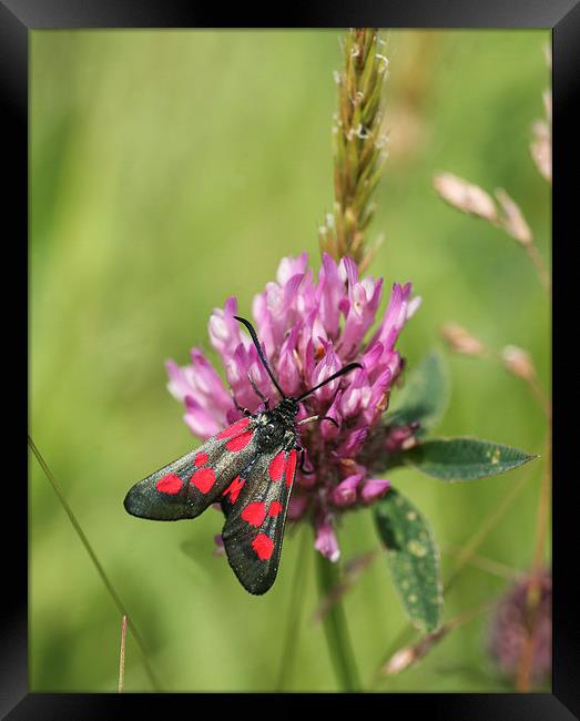 Five-Spot Burnet Moth Framed Print by John Keates