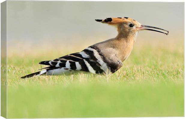 A Colourful Hoopoe Canvas Print by Jacqueline Burrell