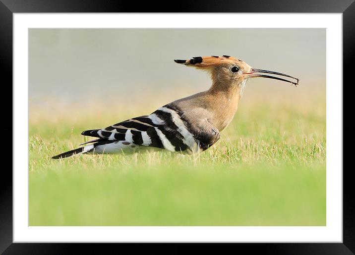 A Colourful Hoopoe Framed Mounted Print by Jacqueline Burrell