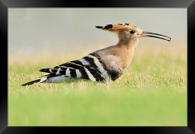 A Colourful Hoopoe Framed Print by Jacqueline Burrell