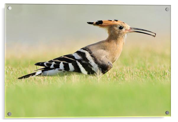 A Colourful Hoopoe Acrylic by Jacqueline Burrell