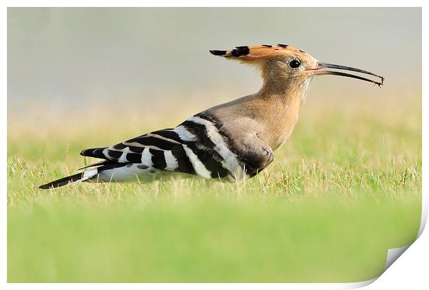 A Colourful Hoopoe Print by Jacqueline Burrell