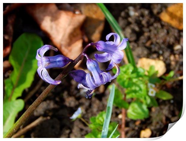 Heavenly Hyacinth Print by Sarah Turner