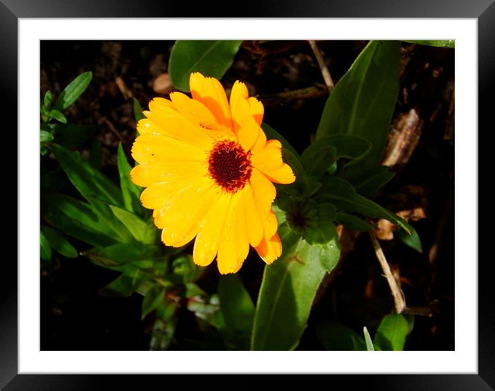 Merry Marigold Framed Mounted Print by Sarah Turner