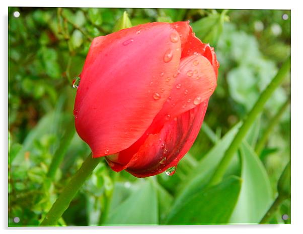 Sweet Tulip Acrylic by Sarah Turner