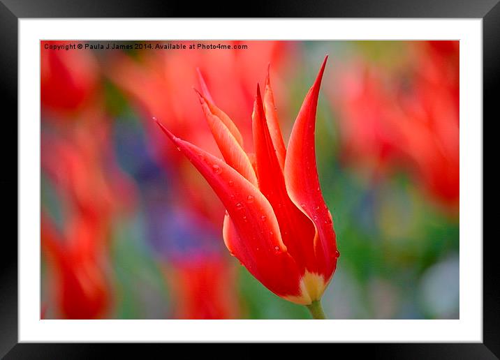 Red Tulip Framed Mounted Print by Paula J James