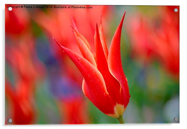 Red Tulip Acrylic by Paula J James
