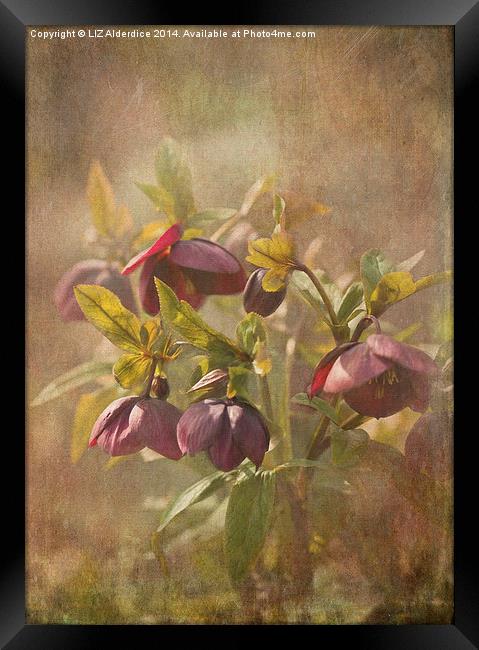 Sunlit Hellebores Framed Print by LIZ Alderdice