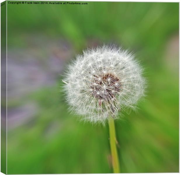 The Dandelion ‘clock’. Artistically displayed Canvas Print by Frank Irwin