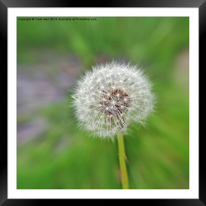 The Dandelion ‘clock’. Artistically displayed Framed Mounted Print by Frank Irwin