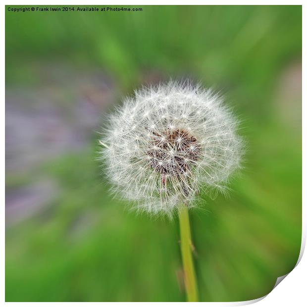 The Dandelion ‘clock’. Artistically displayed Print by Frank Irwin