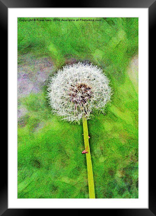 The Dandelion ‘clock’. Artistically displayed Framed Mounted Print by Frank Irwin