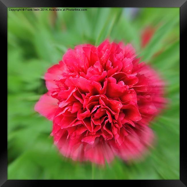 Artistic picture of a Peony in full bloom. Framed Print by Frank Irwin