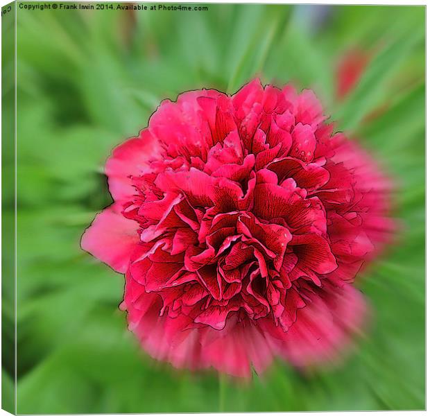 Artistic picture of a Peony in full bloom. Canvas Print by Frank Irwin