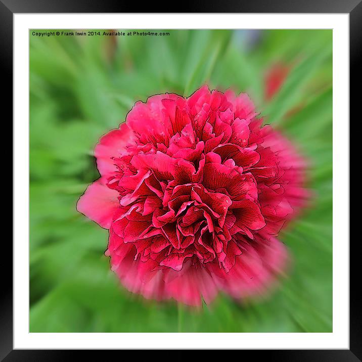 Artistic picture of a Peony in full bloom. Framed Mounted Print by Frank Irwin