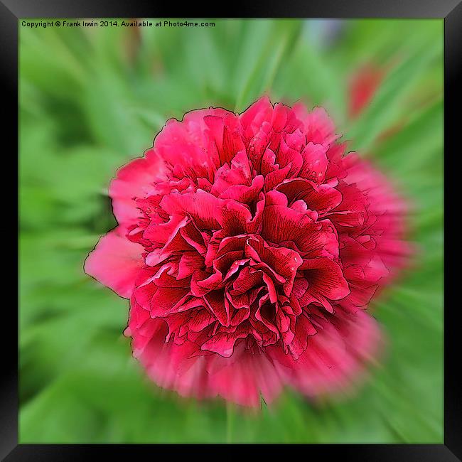 Artistic picture of a Peony in full bloom. Framed Print by Frank Irwin