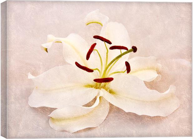 the beautiful lily Canvas Print by sue davies