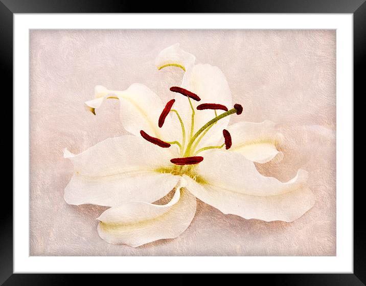 the beautiful lily Framed Mounted Print by sue davies