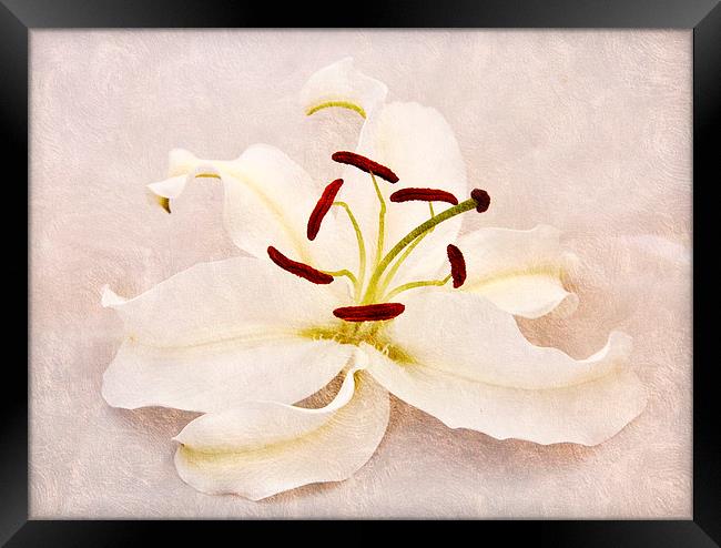 the beautiful lily Framed Print by sue davies