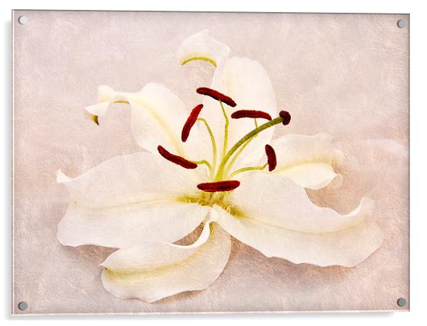 the beautiful lily Acrylic by sue davies