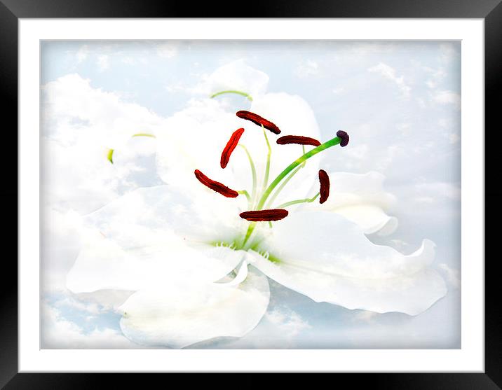 heavenlily Framed Mounted Print by sue davies