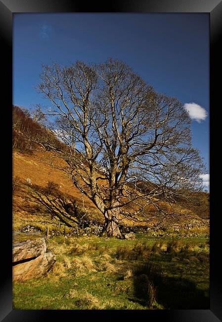 Tree Catching the Light Framed Print by Jacqi Elmslie