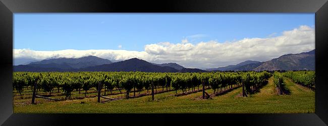 Marlborough Vineyards New Zealand Framed Print by Jon Moss