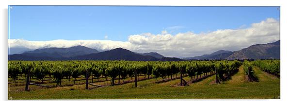 Marlborough Vineyards New Zealand Acrylic by Jon Moss