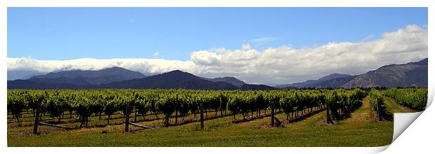 Marlborough Vineyards New Zealand Print by Jon Moss