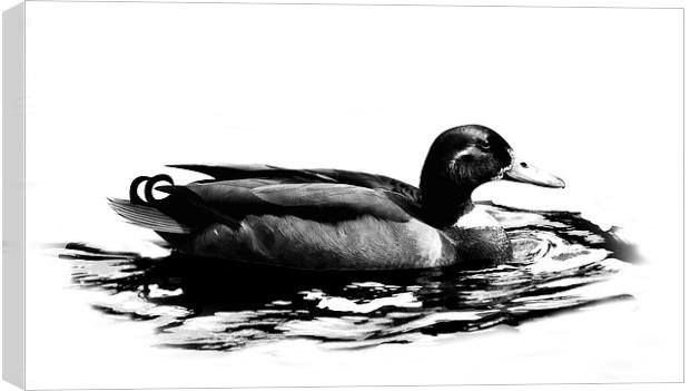 Duck Canvas Print by Simon Alesbrook