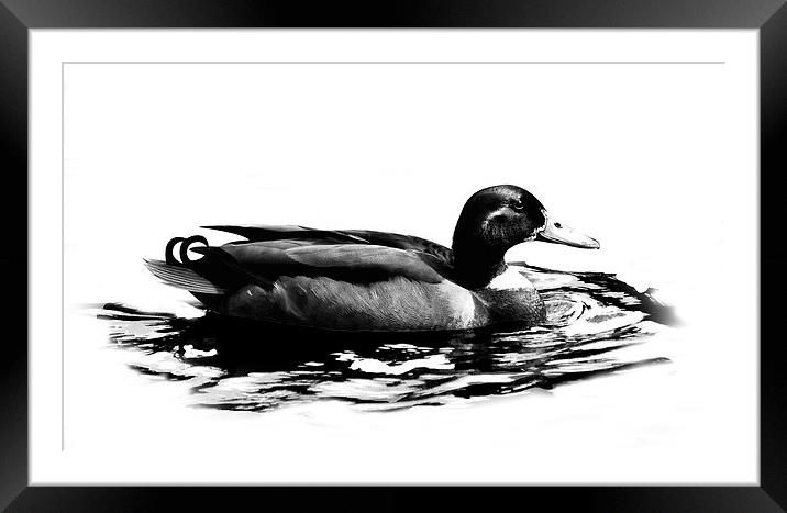 Duck Framed Mounted Print by Simon Alesbrook