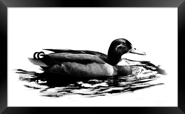 Duck Framed Print by Simon Alesbrook