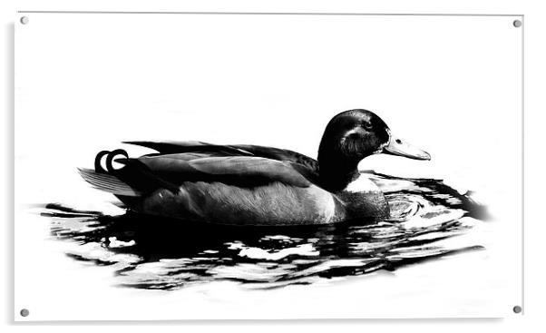 Duck Acrylic by Simon Alesbrook