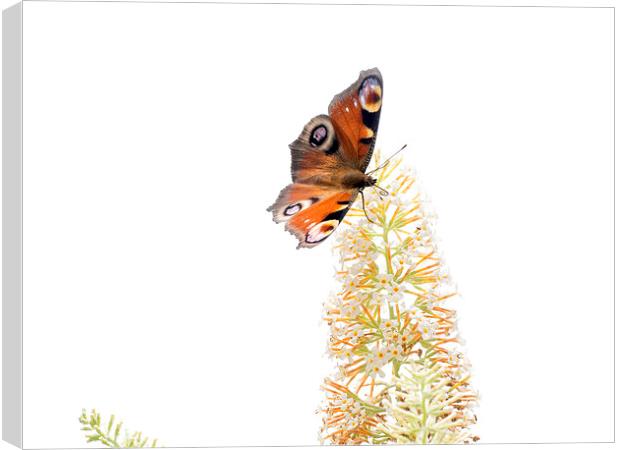 Butterfly Canvas Print by Victor Burnside