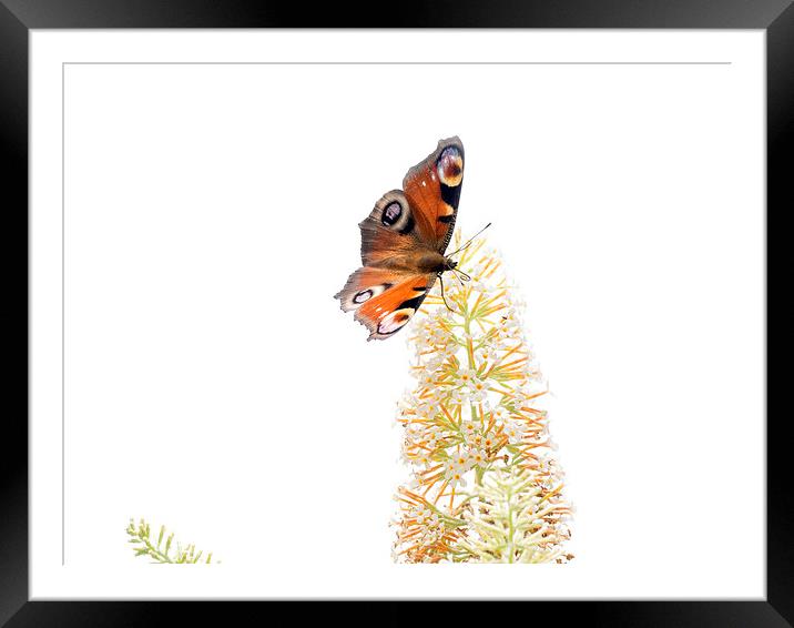 Butterfly Framed Mounted Print by Victor Burnside