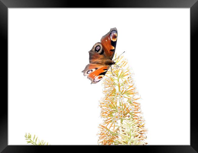 Butterfly Framed Print by Victor Burnside