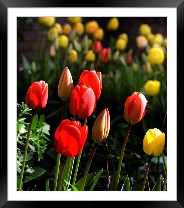 Spring Tulips Framed Mounted Print by Steve Hardiman