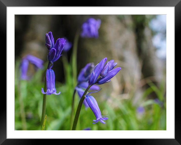 Bluebells at Gatton Park Framed Mounted Print by Stewart Nicolaou