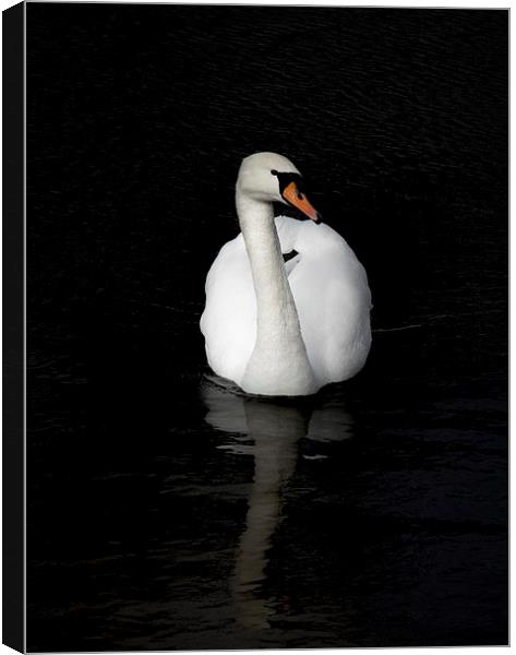 White Swan Canvas Print by Thanet Photos
