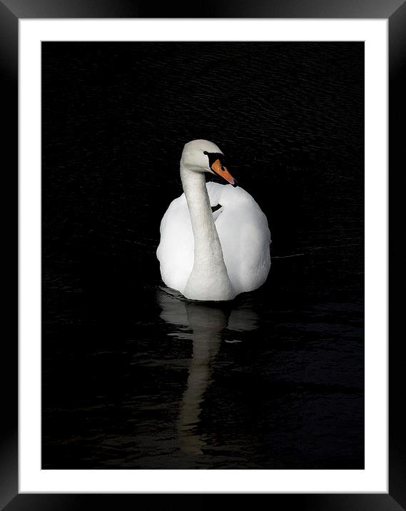 White Swan Framed Mounted Print by Thanet Photos