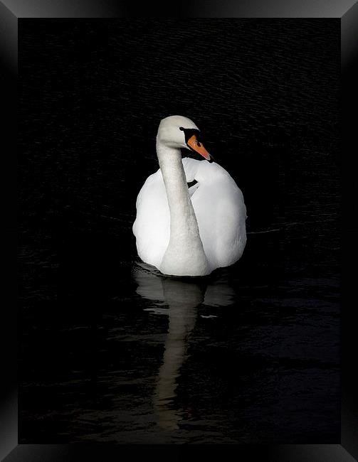 White Swan Framed Print by Thanet Photos