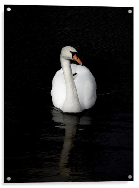 White Swan Acrylic by Thanet Photos