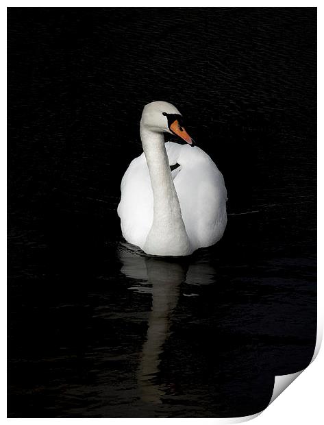 White Swan Print by Thanet Photos