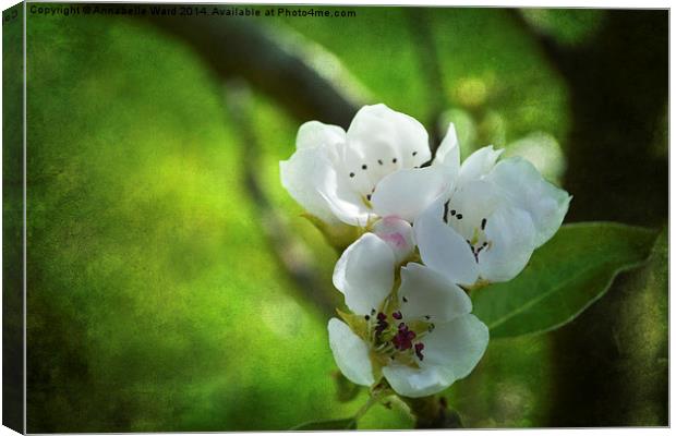 Apple Blossom. Canvas Print by Annabelle Ward