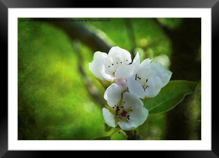 Apple Blossom. Framed Mounted Print by Annabelle Ward