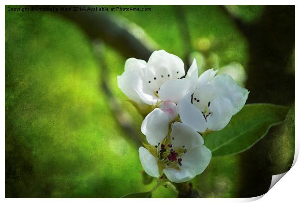 Apple Blossom. Print by Annabelle Ward