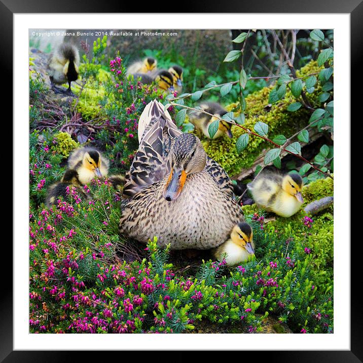 Sitting Pretty Framed Mounted Print by Jasna Buncic